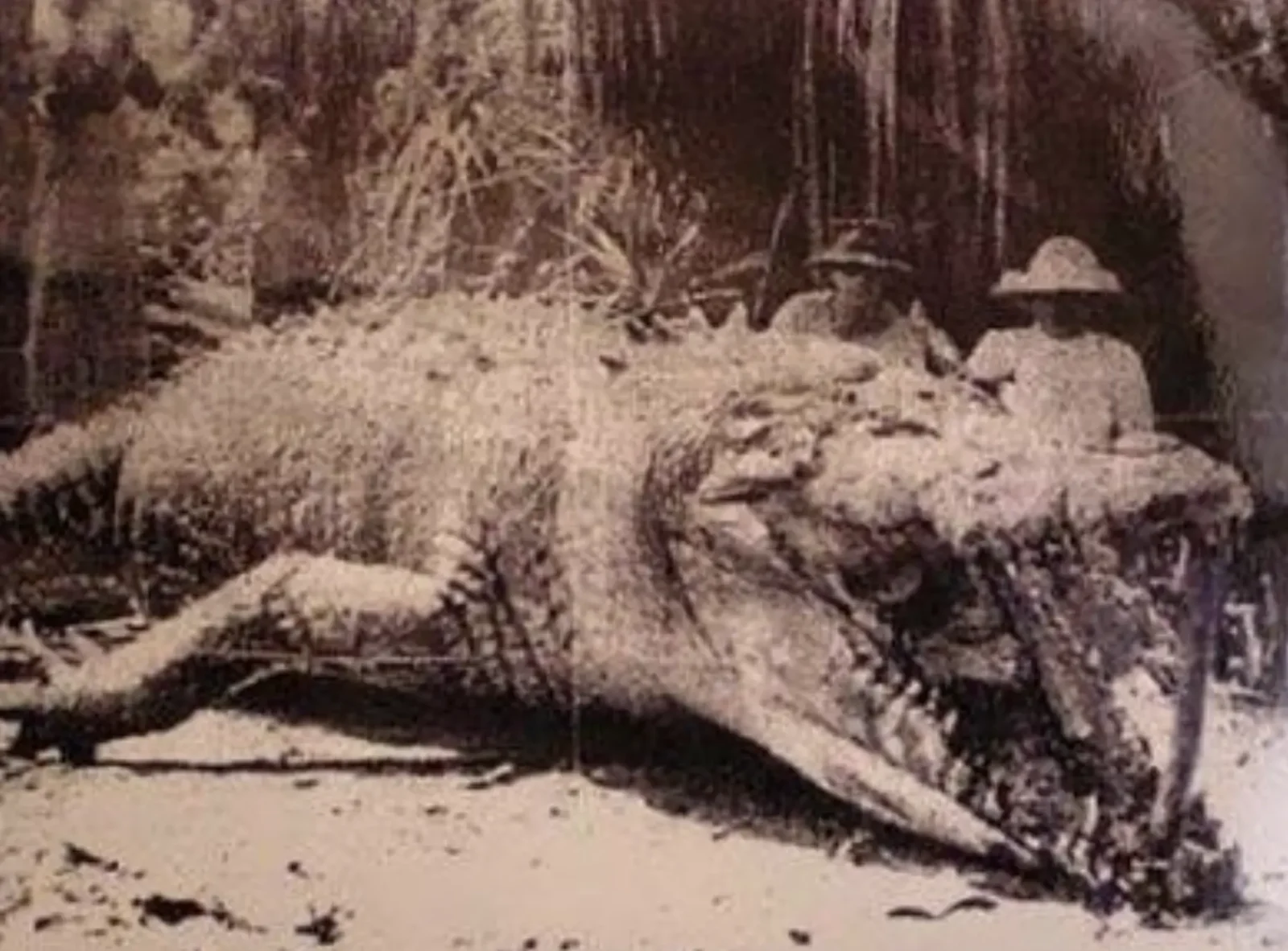 largest crocodile